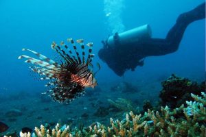 bunaken5