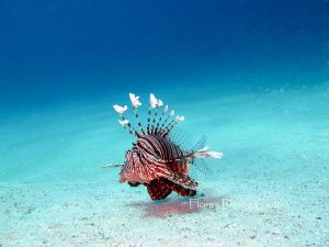 flores-diving-centre-underwater-flores-indonesia