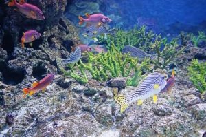 s-e-a-aquarium-16-min-768x510