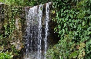 singapore-botanic-gardens-1-2