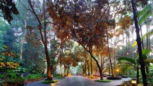 singapore-botanic-gardens-5