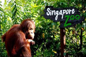 singapore-zoo