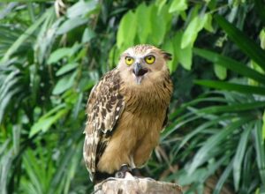 jurong-birdpark-1