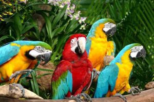 jurong-birdpark