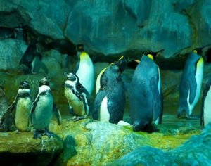 jurong-birdpark_