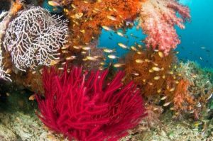 raja-ampat-islands-42-500x332